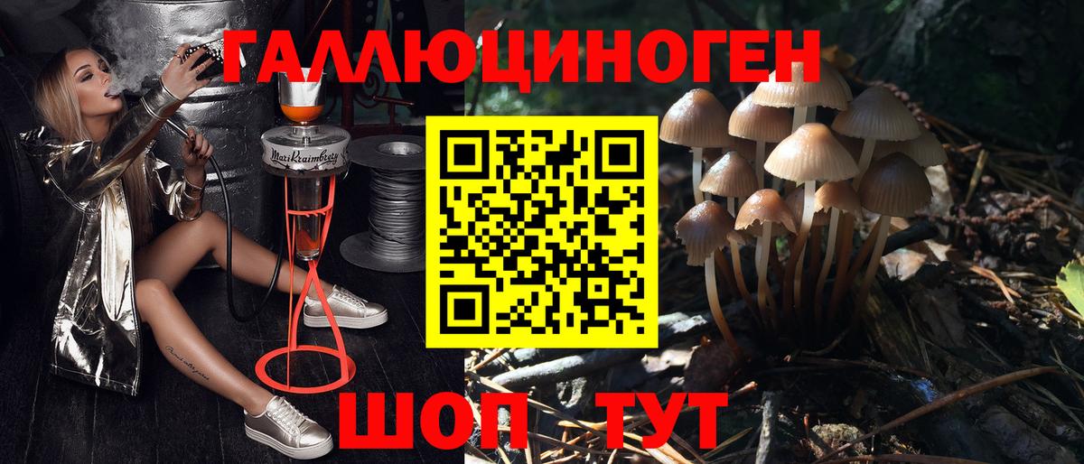 Псилоцибиновые грибы Psilocybine cubensis  Вход с VPN  Калининград 